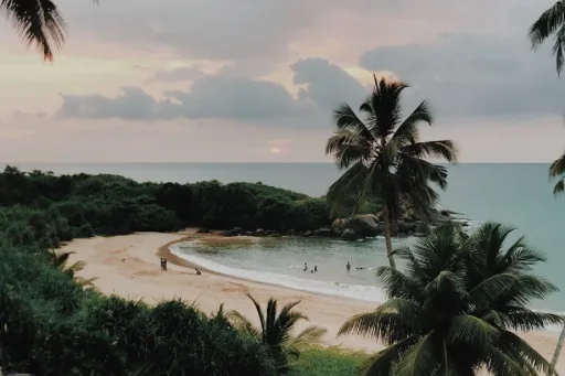Coconut palms leaning over a sheltered bay