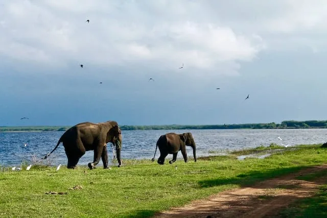 Wild elephants grazing beside a lake in a Sri Lankan national park