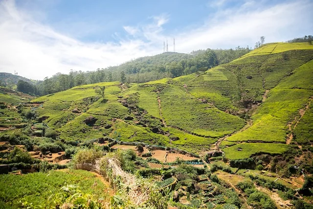 Green tea terraces covering the hills of Sri Lanka’s highlands