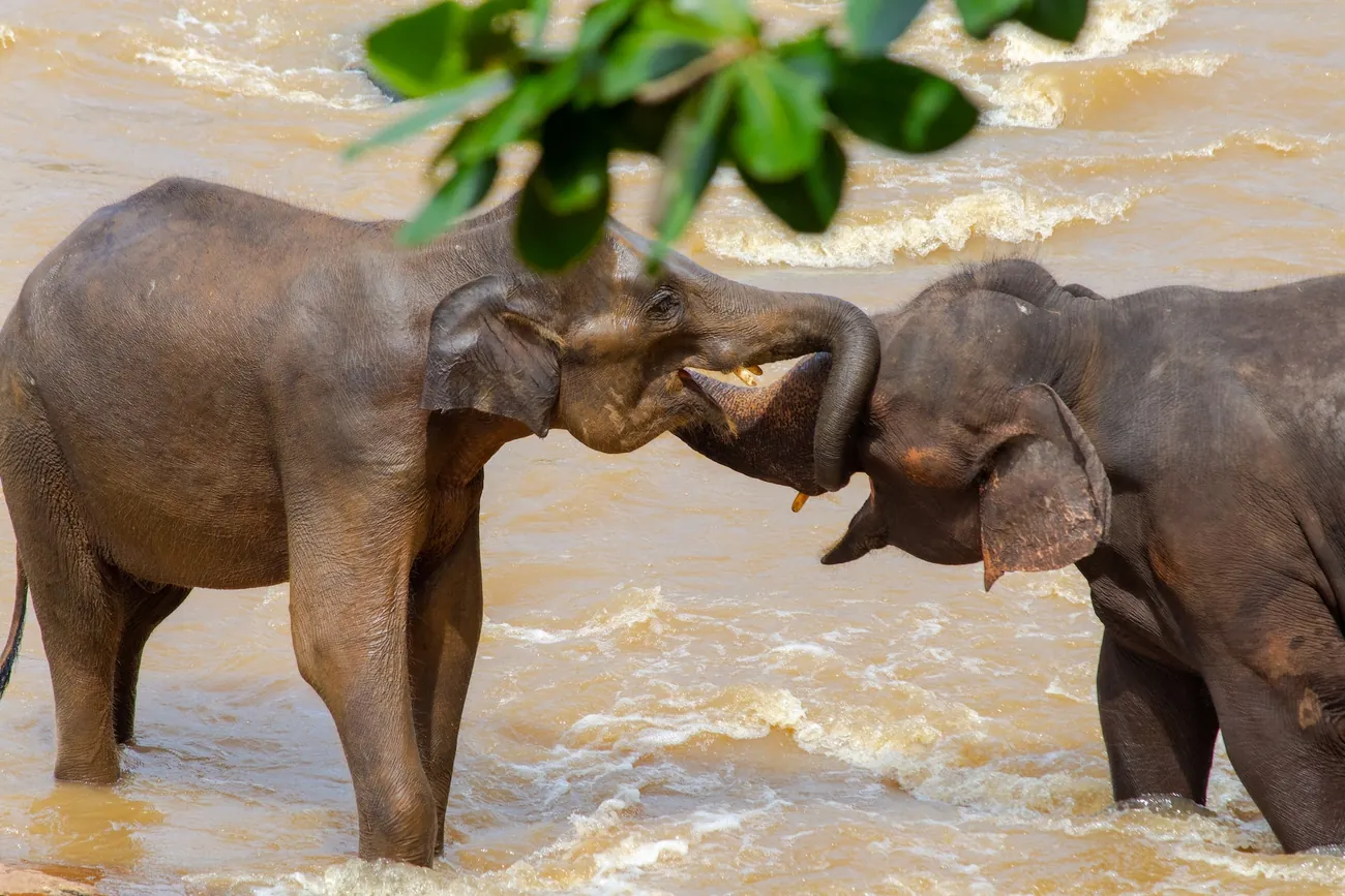 Two elephants standing together in a river
